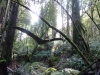 A dinosaur at the Otway Fly