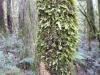 Otway fly: A mossy tree