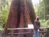 Me looking up at a big tree at Otway Fly