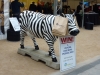 Cow with identity issues