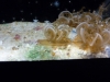 "Cassiopea, also called 'Upside Down Jellyfish', because it lies on its back. In this position it resembles a sea anemone. Sometimes it's picked up by a crab and carried on its back. The crab uses the jellyfish to defend itself against predators."