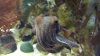 OMG CUDDLE FISH!