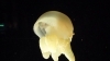 Blob jelly - not the scientific name.