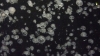 Jelly fish screen saver