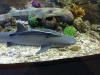 Cuddle sharks!