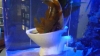 Swim in your own damn poo!