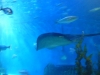 String ray