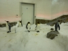 Penguins. Smile and wave, boys.