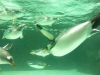 Swimming penguins