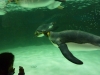 Awwwwww, penguins