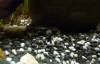 Very, very tiny turtles