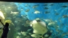 Some fish and a string ray.