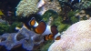 Nobody panic! I found him!