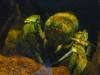 Evil lobster