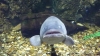 Oh hi there, so nice of you to visit, not a lot of people visit my tank, it gets pretty lonely in here you know, it's just that I haven't had anyone to talk to in a long while, I guess you could say that I'm not a very popular attraction here, eventhough