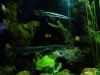 One pretentious looking fish. It's the kind of fish I expect Frasier Crane to have.