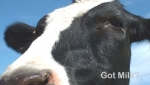Watch Got milk?…